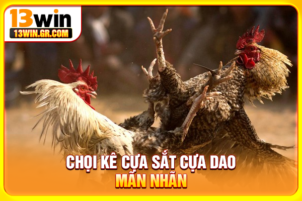 Chọi kê cựa sắt cựa dao mãn nhãn