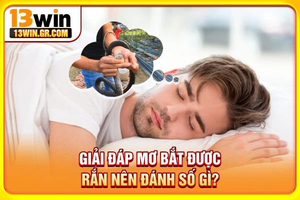 Mơ Bắt Rắn Đánh Số Gì? Giải Nghĩa Chi Tiết Từng Giấc Mơ Giải đáp mơ bắt được rắn nên đánh số gì?